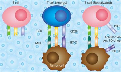 PD-1/PD-L1 inhibitors for advanced or metastatic cervical cancer: From bench to bed